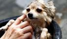 Hundebesitzer Natapon Kiechaitat seift in Bangkok seinen Zwergspitz Mu Wan ein, dessen Name so viel wie süßes Schweinchen bedeutet. Foto: ap