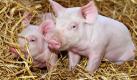 Süße Schweine bekommen bestes Energie-Futter. Und das gedeiht auf den Ackerflächen in Afrika und Südamerika. Riesige Soja- und Getreidefelder dort sind nur dazu da, um die Fleischeslust in den Industrieländern stillen zu können. Der Schweizer Soziologe Jean Ziegler hat berechnet, dass 500 Millionen Tonnen mehr Getreide auf der Welt zur Verfügung stehen würden, wären wir alle Vegetarier. Die Jahres-Erntemenge von Getreide: zwei Milliarden Tonnen. Foto: ddp
