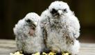 Zwei junge Turmfalken warten im Vogelpark Steinen in Weitenau auf ihre tägliche Fütterung. Die Küken sind vor knapp zwei Wochen geschlüpft und werden mit der Hand aufgezogen. Sind die Kleinen erst einmal groß genug, werden sie in den täglichen Flugschauen des Vogelparks zu sehen sein. Foto: ap