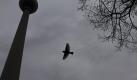 Eine Taube macht noch keinen Frühling, dennoch schien der sich nach Ostern ganz plötzlich zu berappeln. Um 14 Grad hüpfte die Temperatur im Osten Deutschlands von Ostersonntag zum Dienstag. Doch der blieb eine Eintagsfliege: Foto: dapd