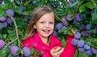 Das Mädchen Amy (3) hat sichtlichen Spaß beim essen einer Pflaume auf einer Plantage des Obsthofes Wilms aus Frankfurt (Oder), aufgenommen am 31.08.2010. Seit wenigen Tagen werden hier die ersten Pflaumen des Jahres geernten. Am 03. September 2010 beginnt ganz offiziell in Brandenburg die Kernobsternte. Foto: Patrick Pleul dpa/lbn +++(c) dpa - Bildfunk+++ Foto: dpa