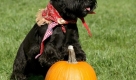 ...weil sogar sein Hund hohes Traditionsbewusstsein hat. Foto: dpa