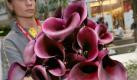 Calla (Foto)