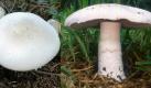 Er sieht aus wie ein Wiesenchampignon. Doch wer einen Karbolegerling verspeist, findet sich gleich über der Kloschüssel wieder. Direkt nach dem Genuss folgt ein heftiger Brechreiz. Ansonsten gibt es aber keine Beschwerden.  Foto: Wikipedia/ James K. Lindsey/ Alan Rockefeller/ Creative Commons License (Montage)