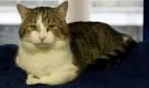 Rücktrittsforderungen gegen Dienstkater Larry hat die Downing Street in London energisch zurückgewiesen. Der vierjährige Kater war in die Kritik geraten, nachdem bei einem Abendessen von Premierminister David Cameron eine Maus in den Räumen gesehen worden sein soll. Kritiker warfen die Frage auf, ob Larry seiner Arbeit mit genug Sorgfalt nachgehe. Statt Mäuse zu jagen, sei er während der Dienstzeit im benachbarten St. James's Park gesehen worden. Dort wohnt die attraktive Katzendame Maisie im Haus des Park-Rangers. Cameron stärkte Larry jedoch den Rücken. Er sei ein sehr guter Mäusejäger.  Foto: dpa