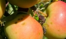 Äpfel: Sie halten den Blutzuckerspiegel konstant und vermeiden so Insulinausschüttungen, die Entzündungsprozesse auslösen und die Haut vorzeitig altern lassen. Heißhungerattacken werden vermieden, was der Figur zugute kommt. Foto: dpa