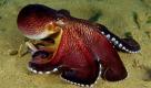 Vor Indonesien kriecht eine Krake über den Meeresboden. Forscher haben herausgefunden, dass diese Tiere deutlich intelligenter sind als bislang angenommen. Foto: ap