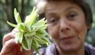 
Annette Hoeggemeier, eine wissenschaftliche Mitarbeiterin an der Ruhr-Universitaet, zeigt am Dienstag (05.10.10) in Bochum im Wuestenhaus des Botanischen Gartens der Ruhr-Universitaet abgefallene Blueten einer Furcaea Selloa, die zum ersten Mal seit 1988 blueht. Der Bluetenstand des Agavengewaechses ist etwa acht Meter hoch. Die Pflanze blueht nur ein Mal. Sie schliesst ihre Entwicklung mit der Bildung der Blueten ab und stirbt danach. Foto: Juergen Schwarz/dapd


 Foto: dapd