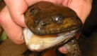 Eine neue Froschart, der Khorat-Breitmaulfrosch, wurde in der Mekong-Region entdeckt. Insgesamt wurden in einem Jahr über 160 neue Spezies in dieser Region entdeckt. Foto: ap