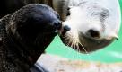 Seelöwen-Nachwuchs Gina und ihre Mutter Doro sonnen sich in Berlin in ihrem Gehege im Zoo auf einem Stein. Das Robbenbaby Gina wurde am 6. Juni geboren und wurde nun erstmal der Öffentlichkeit vorgestellt. Foto: ddp