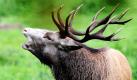 Obacht geben, länger leben! Das gilt besonders für Hirsche und Autofahrer. In diesen Tagen beginnt die Brunftzeit der Tiere. Die Duftstoffe, die die Hirschkühe verbreiten, nimmt der Hirsch jetzt früh morgens und in der Dämmerung besonders intensiv wahr. Da er sie verfolgt, sollten Autofahrer gerade in dieser Zeit die Augen aufhalten. Foto: dpa