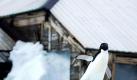 Empfangspersonal: Ein Pinguin vor der Mawson's Hut in der Antarktis. Die Hütte des australischen Abenteurers Douglas Mawson feiert ihr 100-jähriges Bestehen. Foto: Dean Lewins Foto: dpa