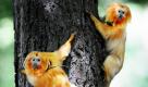 Zwei goldene Löwentamarine klettern auf einen Baum im Zoologischen Garten von Chicago. Die baumbewohnenden Primaten sind in freier Wildbahn äußerst selten und stammen ursprünglich aus Süd- und Zentralamerika. Foto: ap