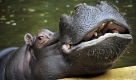 Den meisten ist es in diesen Tagen zu nass. Diesem Flusspferd geht es anders:Es genießt sein Bad in einem Wasserbecken im Kölner Zoo. Foto: ddp