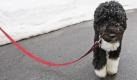 President Barack Obama's Portuguese Water Dog Bo, has bits of snow on his head as he walks near the snow outside the White House Press Briefing Room in Washington, Tuesday, Feb. 9, 2010. (AP Photo/Charles Dharapak) Foto: ap