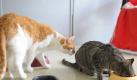 Zu wenig Platz kann aggressiv machen: Katzen, die oft aufeinander losgehen, sollten genug Rückzugsmöglichkeiten haben. (Bild: Stache/dpa/tmn) Foto: dpa