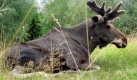 Tierischer Täter: Ein Elch ist in Schweden für den Tod einer Frau verantwortlich. Verdächtigt wurde zunächst ihr Ehemann. Foto: dpa