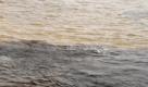 Ein Polizeiboot fährt am Montag (12.03.2007) nahe Manaus in Brasilien über den Zusammenfluß vom Schwarzwasserfluss Rio Negro (u) und Weißwasserfluss Rio Solimoes, die dann den Amazonas bilden. Das deutsche Staatsoberhaupt Bundespräsident Horst Köhler und seine Frau Eva halten sich zu einem dreizehntägigen Staatsbesuch in Lateinamerika auf und bereisen nach Paraguay die Länder Brasilien und Kolumbien. Foto: Wolfgang Kumm dpa +++(c) dpa - Bildfunk+++
pixel Foto: dpa