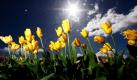 Frühling: Ein blühendes Tulpenfeld während des Tulpenfests im US-amerikanischen Bundesstaat Oregon. Foto: ap