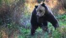Der dreibeinige, schwer traumatisierte Braunbär Michal aus Polen ist am Freitag im Bärenwald Müritz in Mecklenburg-Vorpommern eingetroffen. Der acht Jahre alte Bär lebte bislang in einer Betongrube eines Zoos nahe der Grenze zu Russland, wie Bärenwald-Geschäftsführer Carsten Hertwig sagte. Seine rechte Pfote hatte der Braunbär im Kampf mit einem anderen Bären verloren. Foto: dapd
