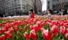 In Japan hat der Frühling schon Einzug gehalten. Kinder tollen durch ein Tulpenbeet in Tokio. Foto: ap