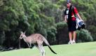 Am 13. Loch kreuzte ein Känguru den Fairway. Der tierische Besuch dürfe für die Teilnehmer der PGA Golf Meisterschaft aber keine Überraschung sein, schließlich golft man in Australien. Ob schon Golfbälle in Kängurubeuteln verschwanden, ist nicht bekannt. Foto: dapd