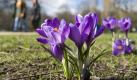 Für Wortspielfreunde: In den USA ist folgende Redewendung beliebt: Spring forward - fall back. Übersetzt ergibt das: Spring (Frühling) nach vorne, falle (Herbst) zurück. Foto: dpa