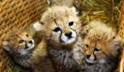 Neugierig lugt eines der vor sieben Wochen geborenen Geparden-Babys im Rostocker Zoo aus einem Korb. Darin sollen die vier Jungtiere in die Rostocker Tierklinik gebracht werden, wo sie untersucht werden. Da kurz nach der Geburt die Mutter Tiha an einem Nierenleiden verstarb werden die kleinen Geparden nun per Hand aufgezogen.  Foto: dpa