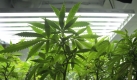 Junge Marihuana-Pflanzen in Seattle, die legal als Arzneimittel für US-Patienten angebaut werden.  Foto: ap