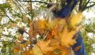 Herbstlaub sollte im Garten verteilt werden. So kann es zum Winterquartier für Tiere werden. (Bild: Patrick Pleul/ZB-Funkregio Ost) Foto: dpa