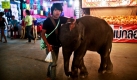 Ein Thailänder wartet mit einem kleinen Elefanten darauf, dass ihm Rohrzucker abgekauft wird. In Thailand findet das Surin Elephant Roundup statt, ein Zusammentreffen von Elefanten und Elefantentreibern. Foto: ap