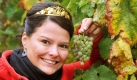 Die sächsische Weinkönigin Marleen Herr zeigt bei Regenwetter auf dem Weinberg der Weinkönigin am Schwalbennest in Meißen frisch gelesene Rieslingtrauben. In diesem Jahr sollen etwa 1500-1800 Kilogramm der Rieslingtrauben am königlichen Weinberg gelesen werden. Foto: dpa