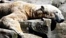 Der zehn Jahre alte Eisbär Lloyd genießt in seinem Gehege im Zoo am Meer in Bremerhaven die Frühlingssonne. Foto: ap