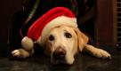 Hund in Weihnachtslaune: Mit roter Mütze wartet ein Retriever in einer New Yorker Kirche auf eine Weihnachtsmesse für Haustiere. Foto: ap