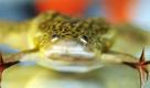 Ein Krallenfrosch schaut an der Universität Ulm aus einem Aquarium. Der Frosch wurden vor knapp zwei Jahren als Kaulquappe unter Leitung des Neurobiologen Eberhard Horn auf eine russische Weltraummission geschickt, um mehr über den Gleichgewichtssinn auch von uns Menschen herauszufinden. Horn verabschiedet sich nun von Frosch und Berufsleben und geht Ende Juni in den Ruhestand.  Foto: dpa