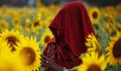In Kunwarpur, zirka 70 Kilometer östlich von Allahabad, Indien, arbeitet eine Inderin in einem Sonnenblumenfeld. Das Öl der Pflanze bildet die Grundlage für die Zubreitung vieler Gerichte in der indischen Küche. Foto: dapd