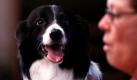 Sage, eine elf Jahre alte Border Collie-Hündin, schaut zu ihrer Besitzerin, Diane Whetsel, auf einer Pressekonferenz im Tier-Krebszentrum in Fort Collins, Colorado. Sage gehört zu den besten Rettungshunden auf der Welt - sie diente im Irak-Krieg und half bei den Anschlägen vom 11. September 2001 bei der Suche nach Verletzten. Nun wird die tapfere Hündin wegen eines Krebsgeschwürs behandelt. Foto: ap