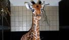 Das am linken Vorderlauf verletzte Giraffenkind des Erfurter Zoo's ist auf dem Weg der Besserung. Der Zoopark Erfurt teilte mit, dass die Wundheilung an der Bruchstelle gut verlaufe und der linke Vorderlauf wieder zusammenwachse. Foto: dpa