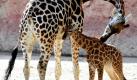 Das sind Erfolge, die der Giraffenbulle Schorse aus dem Zoo Hannover vorweisen kann. Das am 27. August geborene, noch namenlose Rothschildgiraffenmädchen ist tatsächlich bereits das 25. Kind des Bullen. Das nach Zooangaben rund 80 Kilogramm schwere und 1,80 Meter große Giraffenbaby wird pro Monat rund acht Zentimeter wachsen und seine Höhe innerhalb von zwei Jahren verdoppeln. Foto: ddp