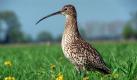 Insgesamt gilt knapp die Hälfte der 260 deutschen Vogelarten als gefährdet. Der Große Brachvogel ist seit 1998 in Sachsen ausgestorben und ist deutschlandweit eine der 30 akut vom Aussterben bedrohten Vögel. Foto: dpa