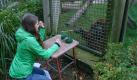 Die Schülerin Lisa Schlüter vom Osnabrücker Gymnasium Carolinum beobachtet bei einem Intelligenztest im Zoo Osnabrück wie Orang-Utan Buschi ein Gummibärchen unter der richtigen Kokosnussschale findet. Nach einer kurzen Verstehensphase erzielte er nach Angaben der Zooleitung eine Erfolgsquote von 80 bis 100 Prozent. Foto: dapd
