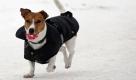 Eine Jack-Russell-Hündin läuft mit einer Winterjacke durch den Stadtpark in Hamburg. Foto: ap
