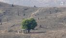 Letzter seiner Art: Im Norden Thailands hat ein einzelner grüner Baum Trockenheit und Erosion bisher widerstanden. Foto: Barbara Walton Foto: dpa