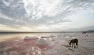 ARCHIV: A donkey licks salt lumps at a salt lake 25 km (15 miles) northwest of the Azerbaijani capital Baku (Foto vom 23.08.07). Aus Sicht von Aserbaidschans Fussball-Nationaltrainer Berti Vogts hat das Land viele Reize. 'Vor allem die Hauptstadt Baku ist eine total interessante Stadt', sagte der 64-Jaehrige der Zeitung 'Die Welt' (Montagausgabe vom 16.05.11). 'Ich sage nicht umsonst immer wieder zu Freunden oder Bekannten, dass sie mal nach Baku und vielleicht nicht unbedingt nach Florenz, Barcelona oder wohin auch immer fliegen sollen.' (zu dapd-Text) Foto: SERGEI GRITS/AP/dapd

 Foto: dapd