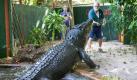 GRÖSSTES KROKODIL IN GEFANGENSCHAFT
Das australische Salzwasserkrokodil (Crocodylus porosus) ist die größte heute lebende Krokodilart. Cassius, hier abgebildet, ist mit 5,5 m das größte Exemplar in Gefangenschaft und das größte Krokodil, das je in Australien gefangen wurde. Es lebt im Marineland Melanesia Wildlife Zoo auf Green Island in Australien. Australische Salzwasserkrokodile werden über 100 Jahre alt und bis zu 7 m lang. Ausgewachsene Exemplare werden über 1 Tonne schwer. Sie zählen zu den Spitzenprädatoren und können sehr gefährlich werden!  Foto: Guinness World Records Buch 2012