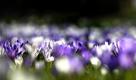 Krokusse (Crocus ancyrensis) bluehen am Montag (21.03.11) in Gelsenkirchen auf einer Wiese. Mit dem kalendarischen Fruehlingsanfang wird den frostigen Tagen nach Einschaetzung von Meteorologen nun ein Ende bereitet. 'Ein Hochdruckgebiet, Sonne und Trockenheit bestimmen die naechsten Tage', sagte die Meteorologin des Deutschen Wetterdienstes (DWD), Dorothea Petzold. Bis zur Wochenmitte koenne im Westen die 20-Grad-Marke geknackt werden. (zu dapd-Text) Foto: Sascha Schuermann/dapd Foto: dapd