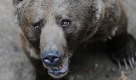 Der Braunbär Balou steht im Tierpark Stralsund in seinem Gehege. Der Braunbär hatte am Samstagnachmittag vor Publikum seine im selben Gehege lebende Artgenossin Klara durch Bisse und Schläge getötet. Foto: dpa