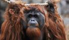 Orang-Utan-Männchen Schubbi erkundet im Zoo in Gelsenkirchen sein neues Gehege. Schubbi und sechs weitere Artgenossen sind die neuen Bewohner des Zoos. Das 400 Quadratmeter große Areal bietet den Affen unter anderem einen Kletterpark mit Seilen und Hängematten. Foto: ddp