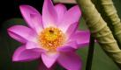 Im Zentrum von Peking, nahe der kaiserlichen Teiche, haben die Lotus-Blüten begonnen zu blühen. Die Lotus-Blume hat, als Symbol für die Reinheit, in der chinesischen Kultur eine große Bedeutung. Foto: dpa