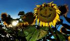 Eine Sonnenblume, der vermutlich Spaziergänger ein Gesicht gegeben haben, steht bei Abstatt am Rande eines Feldes. In den kommenden Tagen bleibt es im Osten Deutschlands sonnig bei Temperaturen von über 30 Grad. Im Westen ziehen hingegen Gewitter auf, die sich in den Tagen darauf zur Mitte hin ausbreiten, wie der Deutsche Wetterdienst mitteilte. Foto: dpa